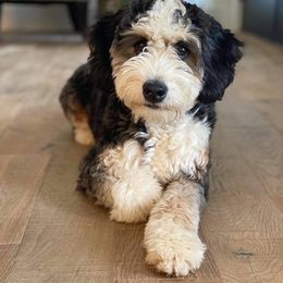 Bernedoodle All Grown Up from R+R Doodles