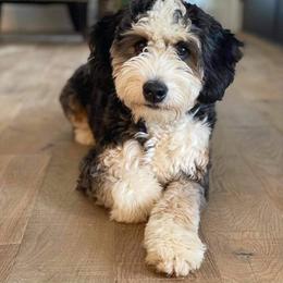 Bernedoodle All Grown Up from R+R Doodles