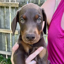 Bruno - Red and rust Doberman Pinscher puppy in Wisconsin Rapids, Wisconsin from Vom Feuer Dobermans