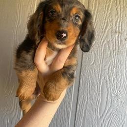 Dachshund Puppies from Long Dog Ranch