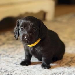 Yellow Boy - Black male Dachshund puppy in Alba, Texas from Kelbe’s Dachshunds