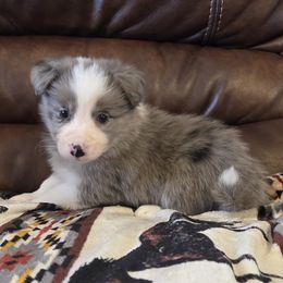 Girl 5 Champion Pedigree - Blue merle female Border Collie puppy in Newalla, Oklahoma from Roughstock Border Collies and Dachshunds