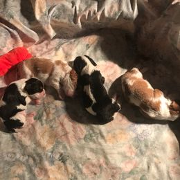 Cavalier King Charles Spaniel Puppies from Blessed Cavaliers