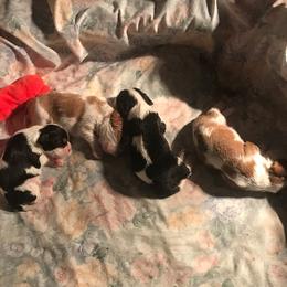 Cavalier King Charles Spaniel Puppies from Blessed Cavaliers