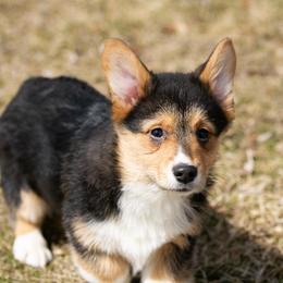 Tri boy 1 fluffy carrier - Black and tan male Pembroke Welsh Corgi puppy in Hale, Michigan from All Hale Corgis