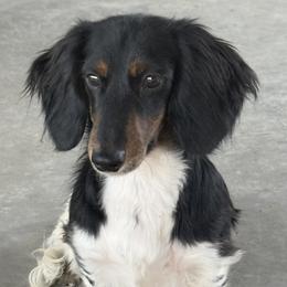 Rolly - Dachshund