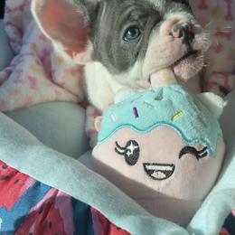 French Bulldog Puppies from Texas Finest Frenchies