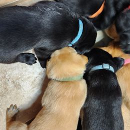 Labrador Retriever Puppies from Rebecca Barkelew