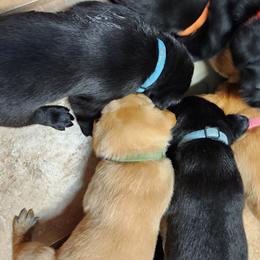 Labrador Retriever Puppies from Rebecca Barkelew