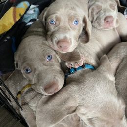 Weimaraner Puppies from Baird Weims - AKC registered