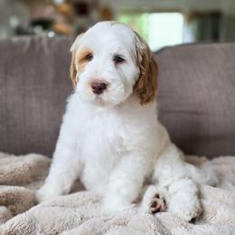 Buttercup - Parti female Goldendoodle puppy in Moses Lake, Washington from Macy Meadows Doodles