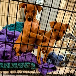 Miniature Pinscher Puppies from Hat Trick Miniature Pinschers