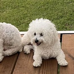 Bichon Frises from Laverne's Bichon Frises