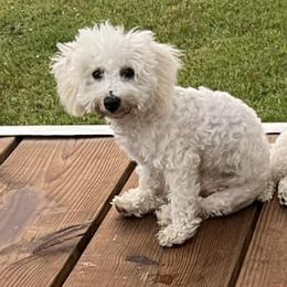 Bichon Frises from Laverne's Bichon Frises