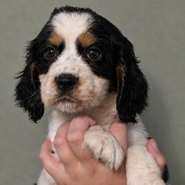 Bunny - Black white and tan female English Springer Spaniel puppy in Fort White, Florida from Thunderbird Springers