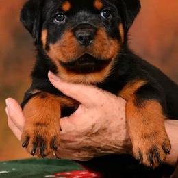 Rottweiler Puppies from Galaxia Rottweilers