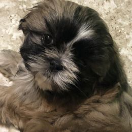 Shih Tzu Puppies from LiL ShihtZ