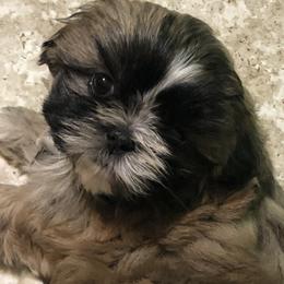Shih Tzu Puppies from LiL ShihtZ