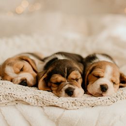 Beagles, Great Danes, and Pugs from Folklore Kennel