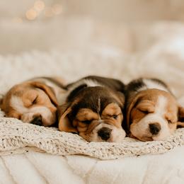 Beagles, Great Danes, and Pugs from Folklore Kennel