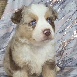 Raven - Blue merle female Miniature Australian Shepherd puppy in Citra, Florida from Southpaw Herders LLC