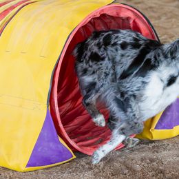 Australian Shepherds from Limitless Australian Shepherds