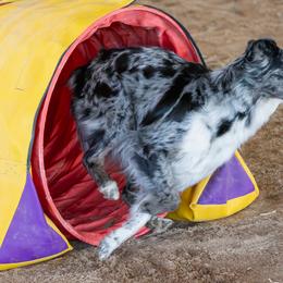 Australian Shepherds from Limitless Australian Shepherds
