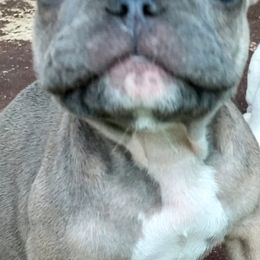 French Bulldogs from littlepartnerpuppies.com