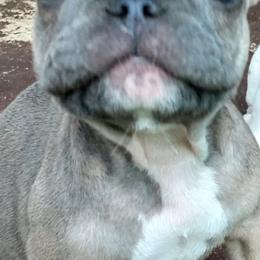 French Bulldogs from littlepartnerpuppies.com