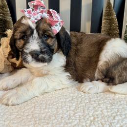 Winnie - Brindle and white female Saint Berdoodle puppy in Perrysville, Ohio from Darling Farm Doodles