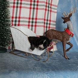 Maroon - Agouti and white female Siberian Husky puppy in York, Pennsylvania from Spalla Pups