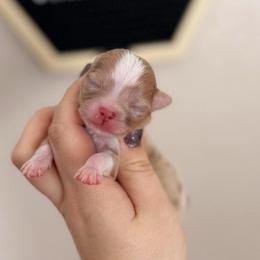 Rocky - Merle male Chihuahua puppy in Harrison, Michigan from Cloud9 Chihuahuas