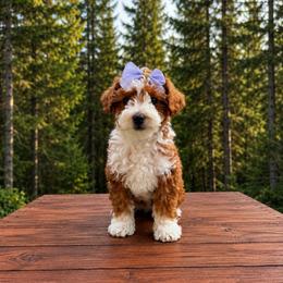 Cora Pink Collar Girl - Red  female Goldendoodle puppy in Roseburg, Oregon from Dbos Furry Friends