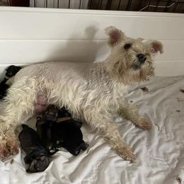 Miniature Schnauzers from Sugar Hill Schnauzer LLC