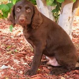 Rolo - Chocolate male Labradoodle puppy in Apache Junction, Arizona from Loving Doodle