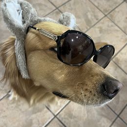 Pandora - Golden Retriever