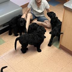 Assorted Doodle Crosses Puppies from Golden Mountain Doodles
