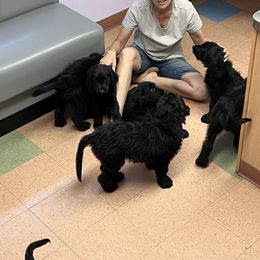 Assorted Doodle Crosses Puppies from Golden Mountain Doodles