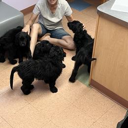 Assorted Doodle Crosses Puppies from Golden Mountain Doodles