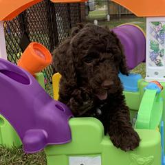 Double Doodles from Double Doodle Ranch