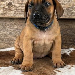 Blue - Brown male Boerboel puppy in Laramie, Wyoming from Standing Stone Boerboels