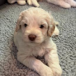 Mable - Caramel cream female Australian Labradoodle puppy in Mount Gilead, North Carolina from Tillery Labradoodles