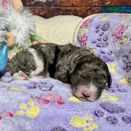 Merle girl - Blue merle female Bernedoodle puppy in Blue Springs, Missouri from Jeanie’s Doodles