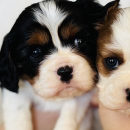 Cavalier King Charles Spaniels and Pembroke Welsh Corgis from Starry Lane Corgis and Cavaliers