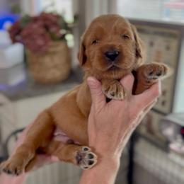 Happy (Blue) - Red  male Goldendoodle puppy in Bay City, Texas from Charming Doods Goldendoodles