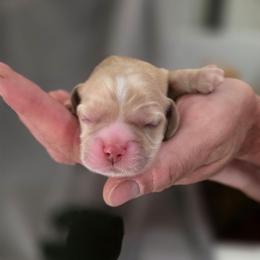 Frisco - Buff male Cocker Spaniel puppy in Winston Salem, North Carolina from Cocker Cottage