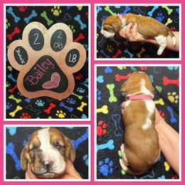 Pink Collar - Mahogany and white female Basset Hound puppy in Hamilton, Indiana from Cam’s Country Bassets