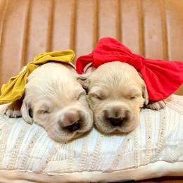 Mr Brownie - Light golden male Golden Retriever puppy in Midlothian, Texas from Brightest Days