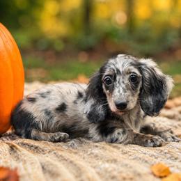Crimson - Dapple male Dachshund puppy in Dinwiddie, Virginia from White Oak Kennels