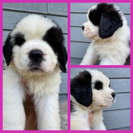 Lily-Dark pink - Mahogany and white female Saint Bernard puppy in Ladysmith, Wisconsin from Northwoods Saint Bernards